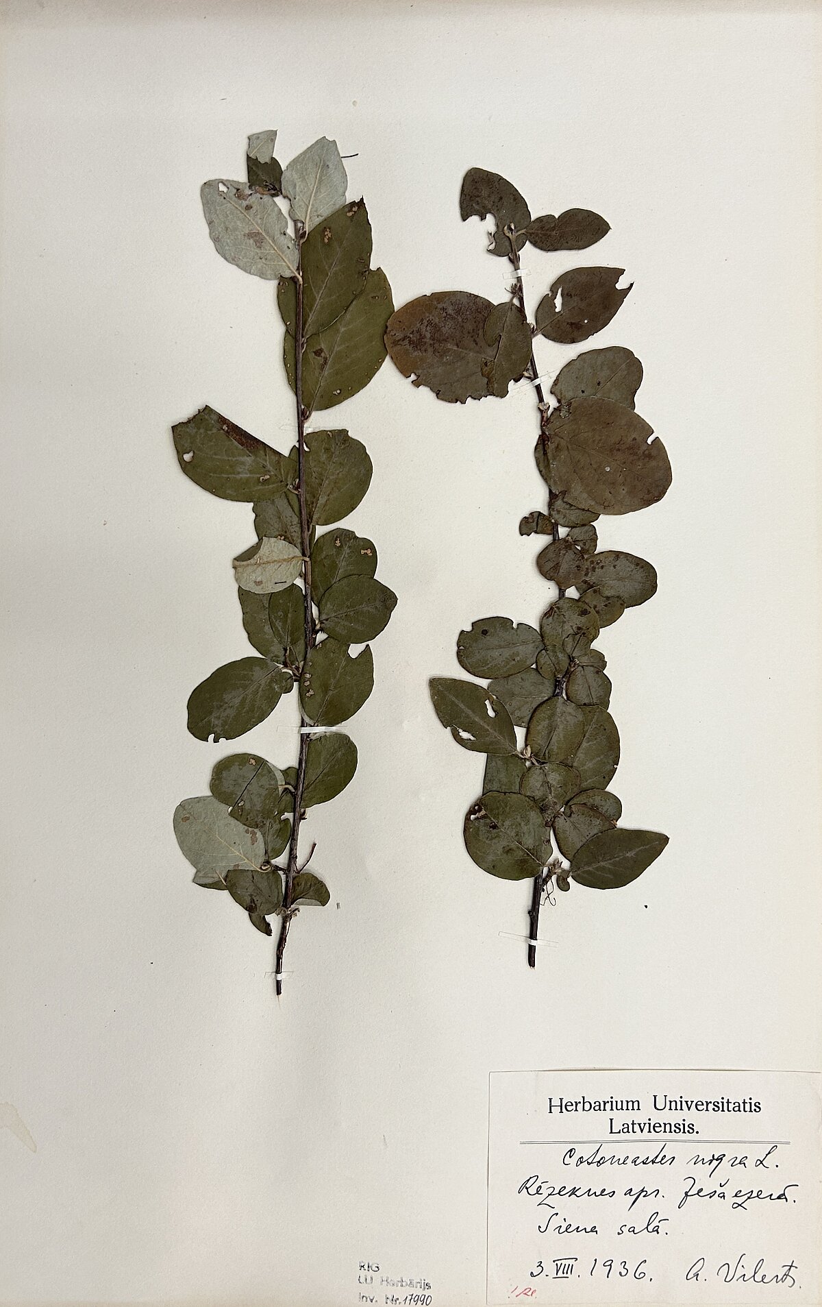 Melnās klintenes (Cotoneaster niger) herbārijs. Ievācis A. Villerts Ješa ezera Siena salā 1936. gada 3. augustā. Foto: LU Muzeja krājums