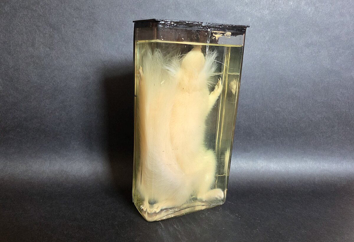 Eirāzijas vāvere (Sciurus vulgaris), 1991. gads, albīns. Foto: LU Muzeja krājums Eirāzijas vāvere (Sciurus vulgaris), 1991. gads, albīns. Foto: LU Muzeja krājums