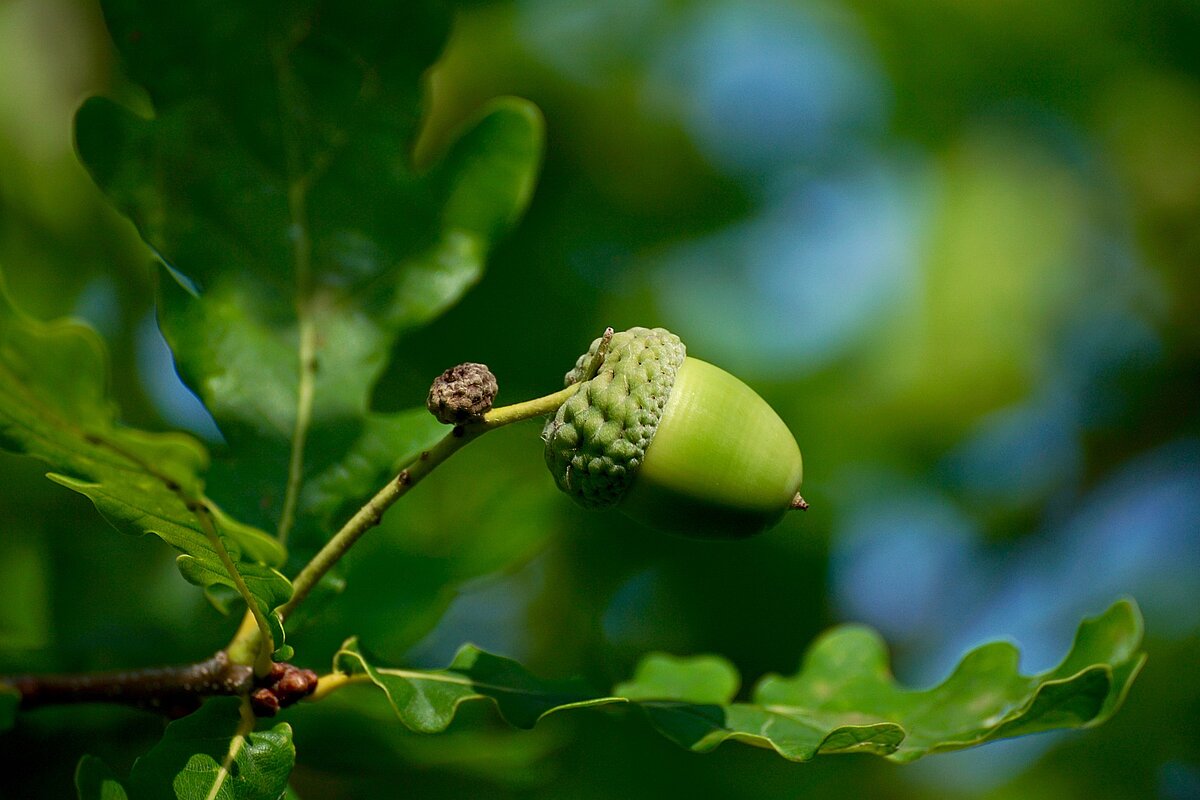 Ozolzīle. Foto: (c) Pixabay.com