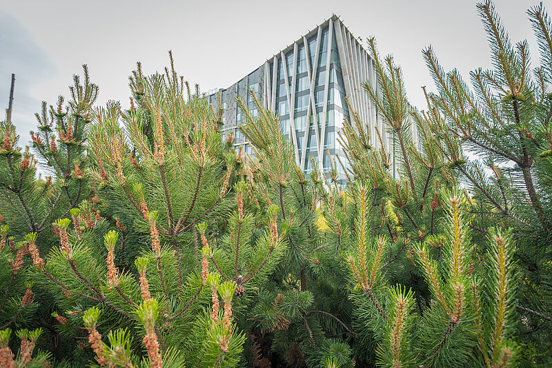 Vieslekcija “The nature restoration regulation – why, what and where to restore forests”