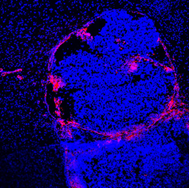 Zils – DAPI. Sarkans – līderpeptīds.